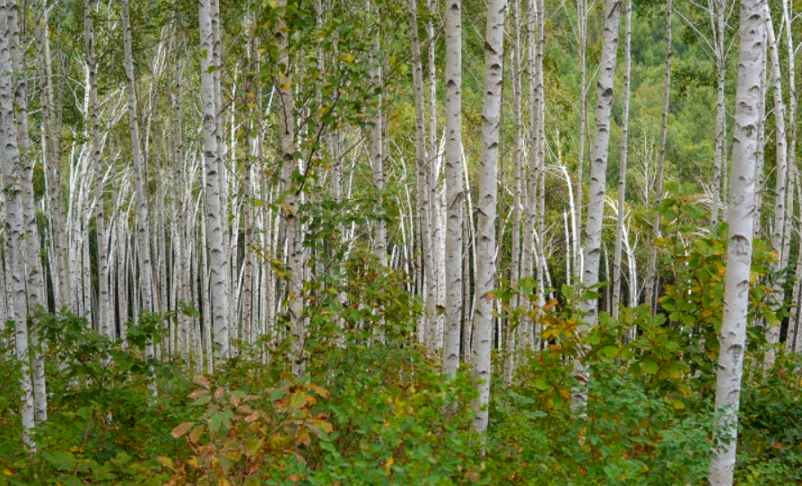 강원도 인제의 자작나무숲