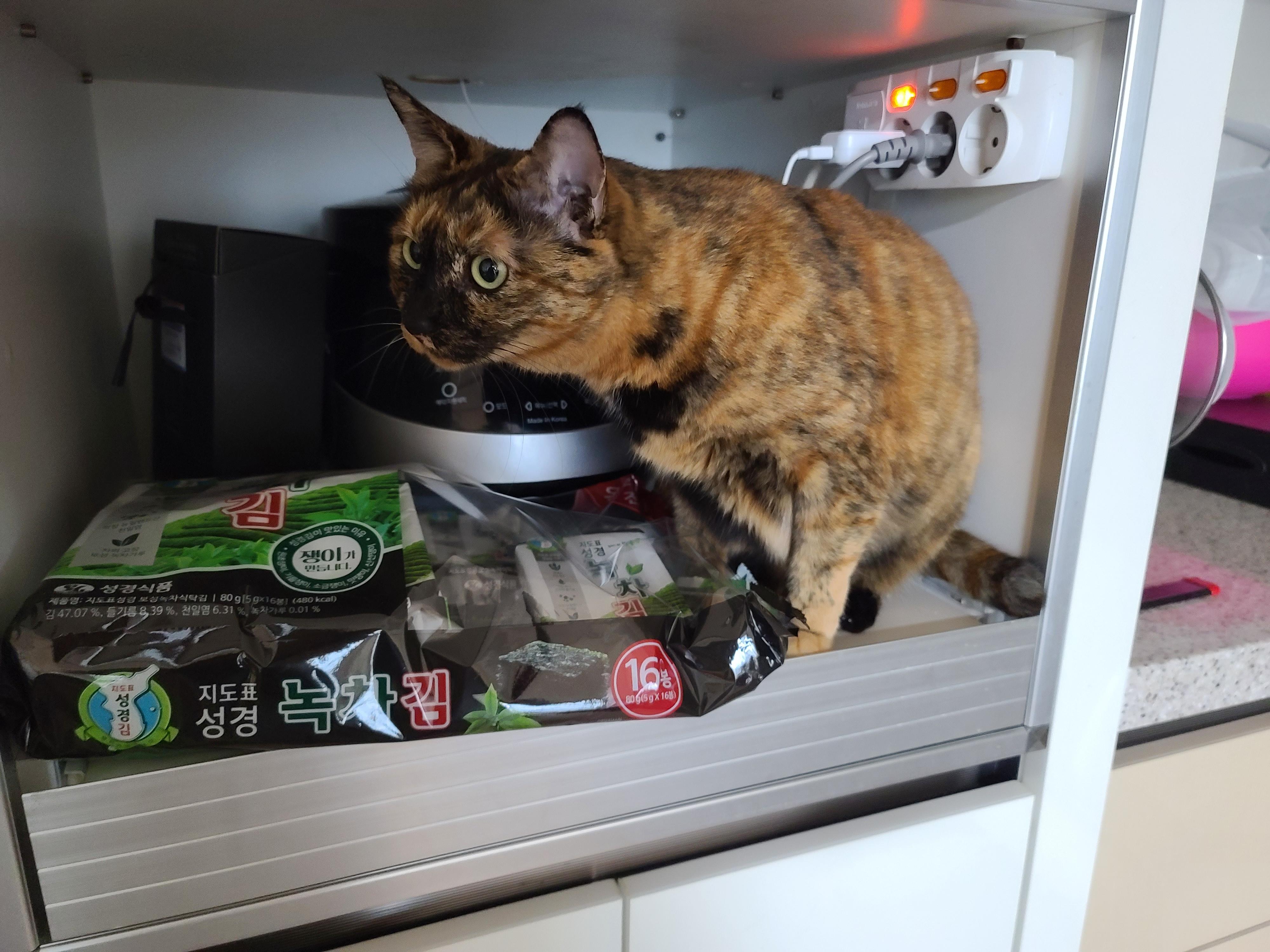 비오는 아침 아홉냥이네 고양이들.