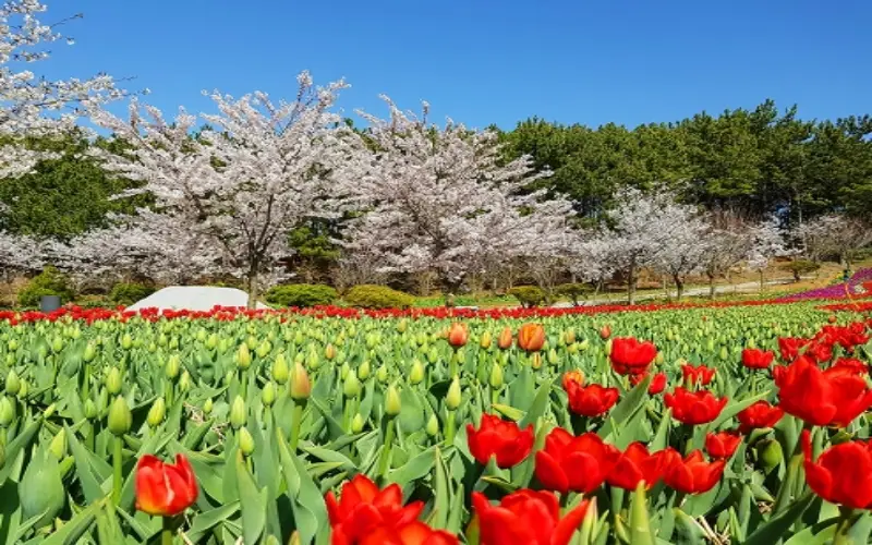 태안 튤립축제_15