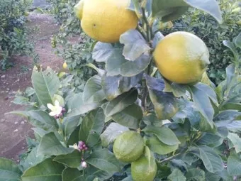 레몬 재배 화분 재배 실내 월동 가지 치기_9