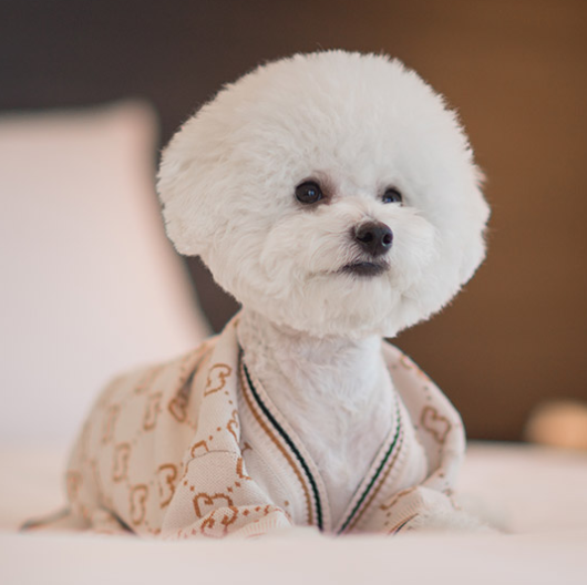 펫캉스 가능한 호텔 BEST 5