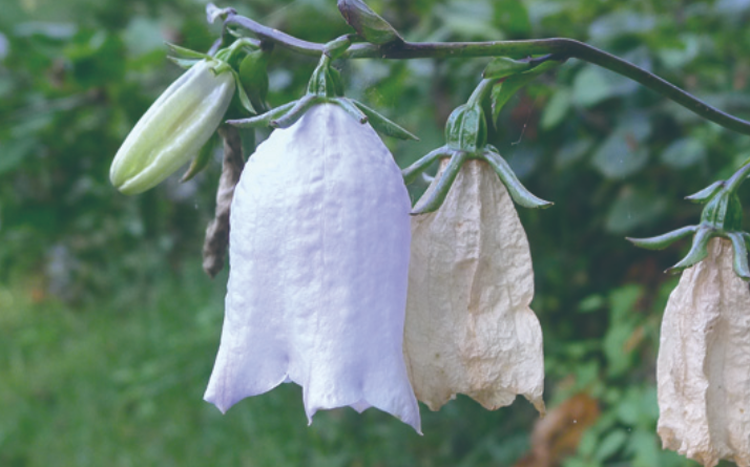 국립한국자생식물원