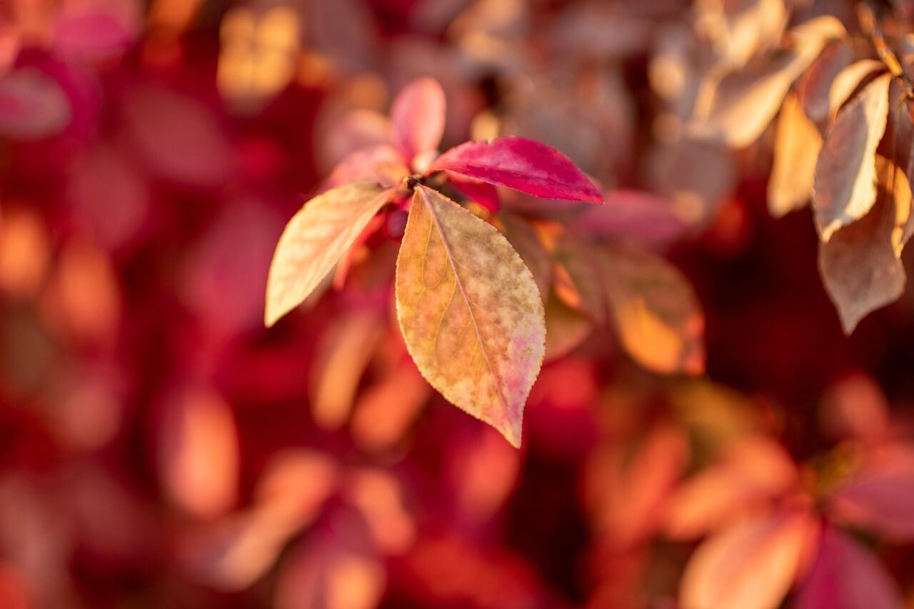 무주 덕유산 곤도라 예약 및 요금