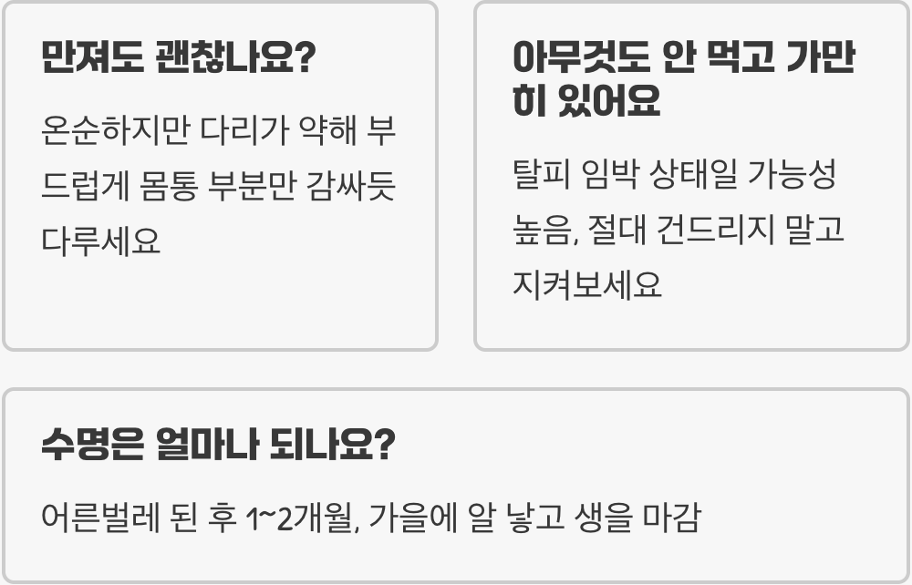 방아깨비 키우기 A to Z (사육장, 먹이, 습도)