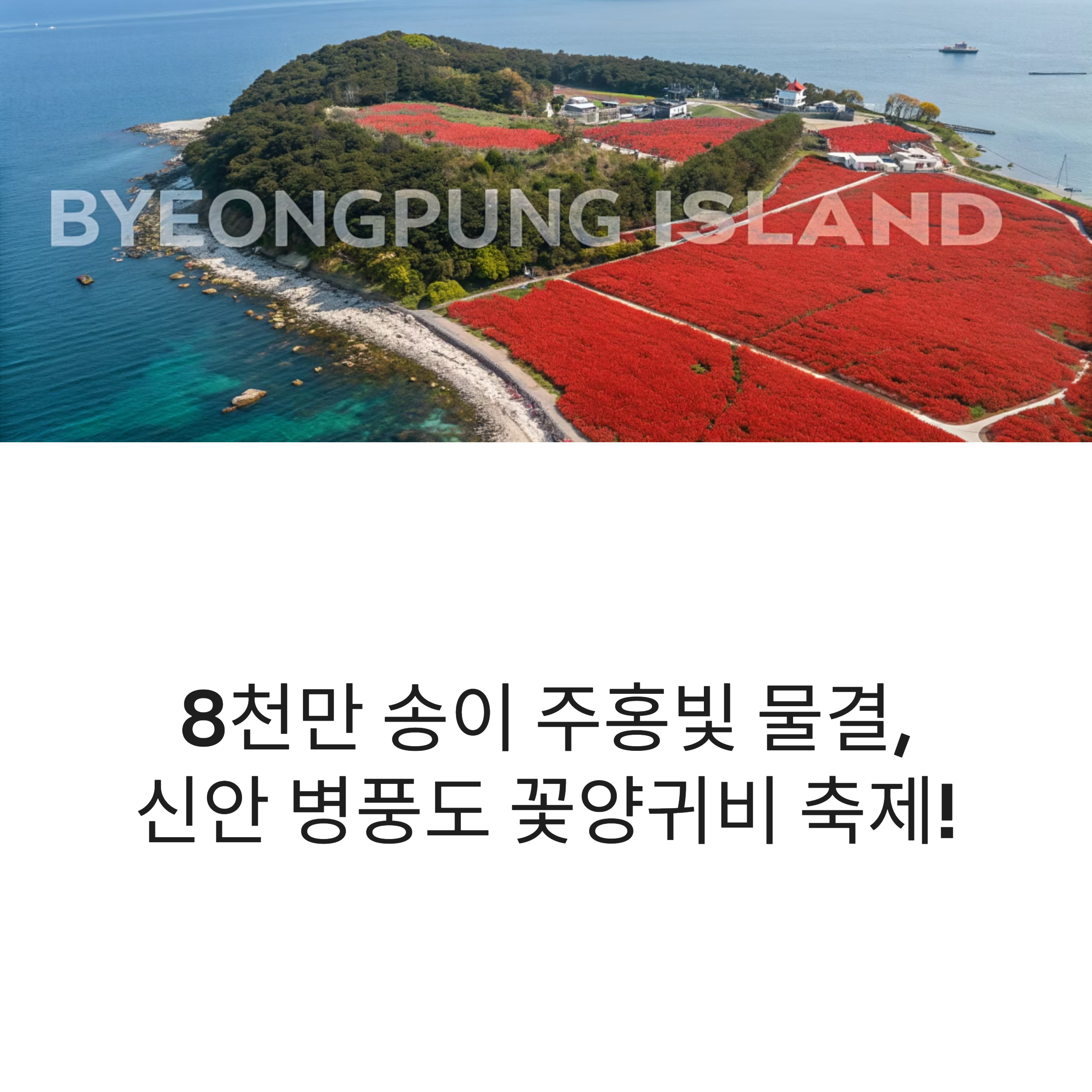 신안 병풍도 꽃양귀비 축제