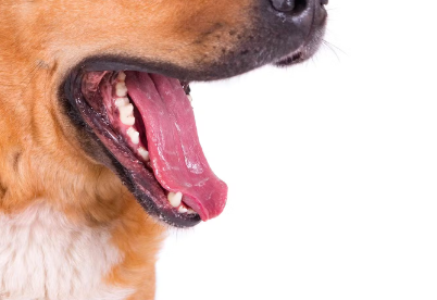 개의 잇몸