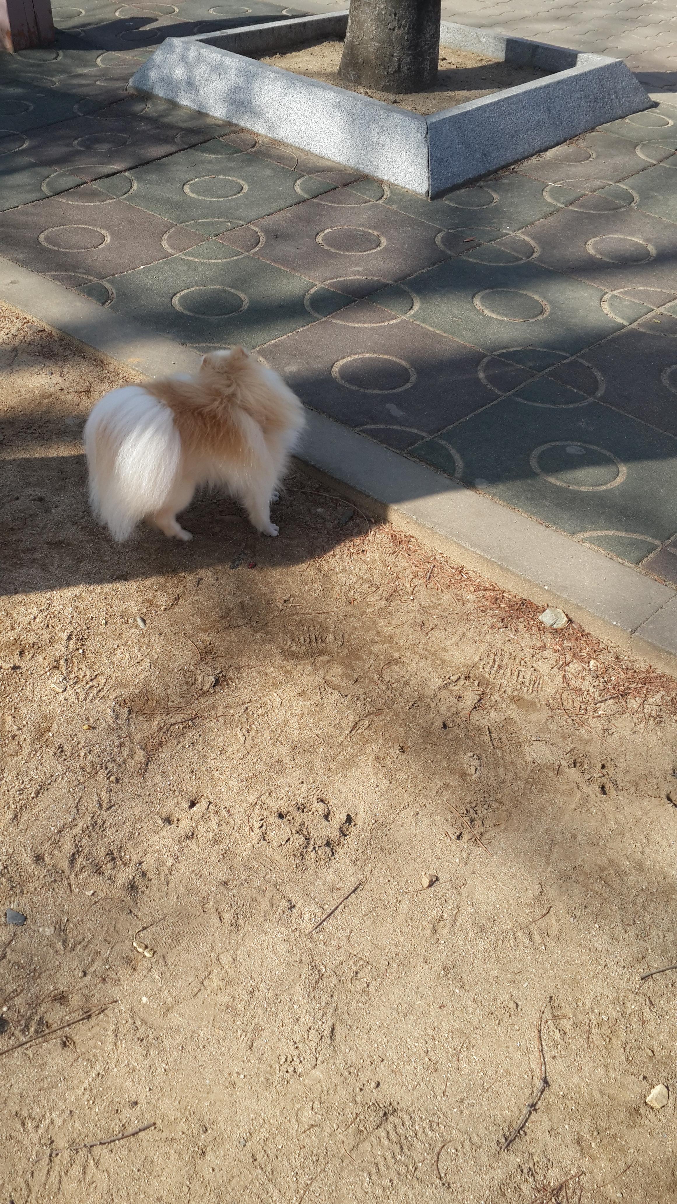 강아지가 싫어하는 행동 : 싫어하는 행동 23가지