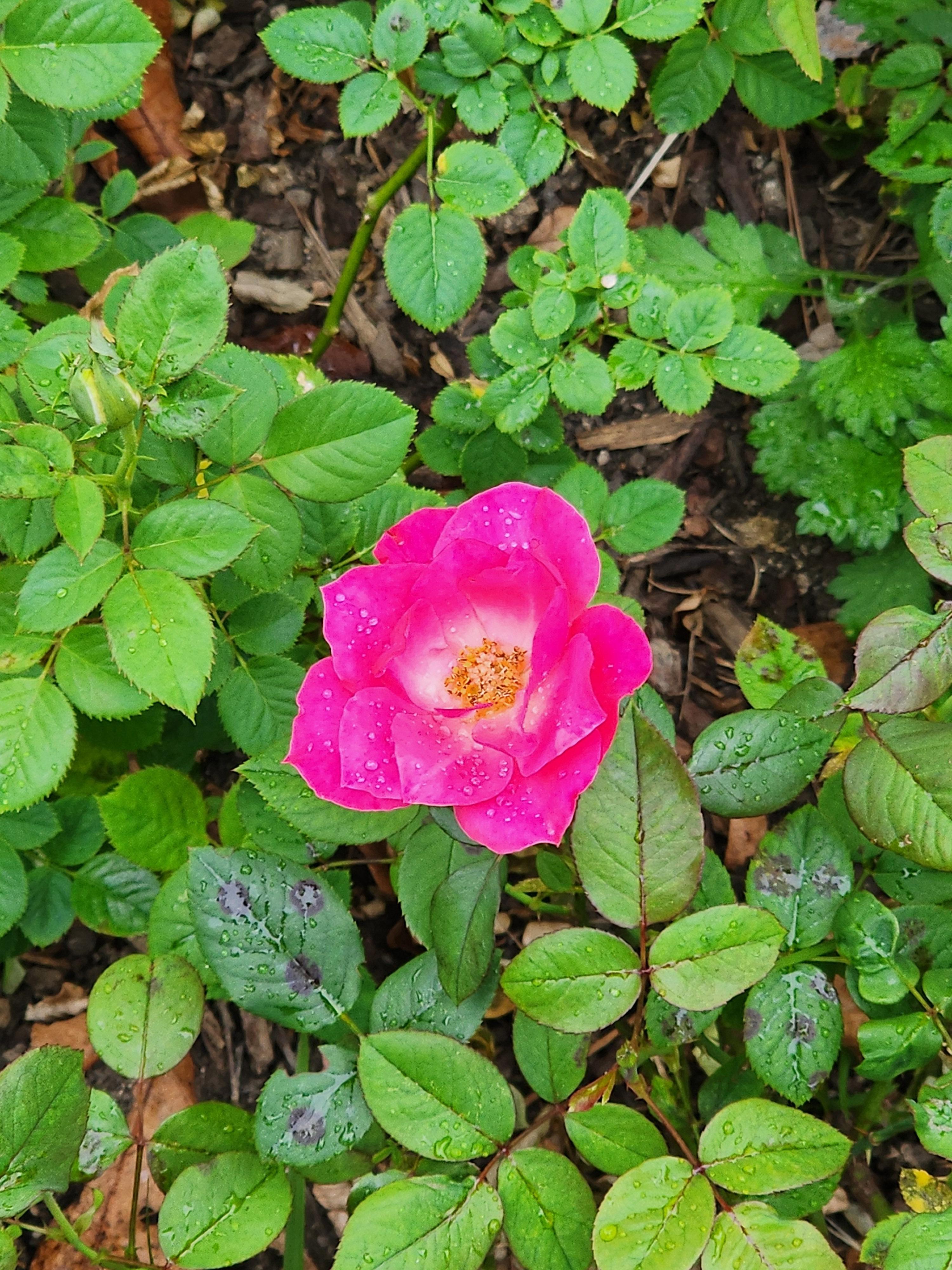 Alt 속성 문제 해결 설명 이미지