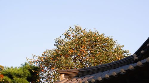 추석 음식 칼로리 낮게 먹는 방법: 송편·전·잡채 섭취량 가이드