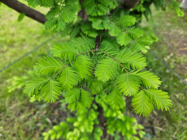 메타세쿼이아 잎