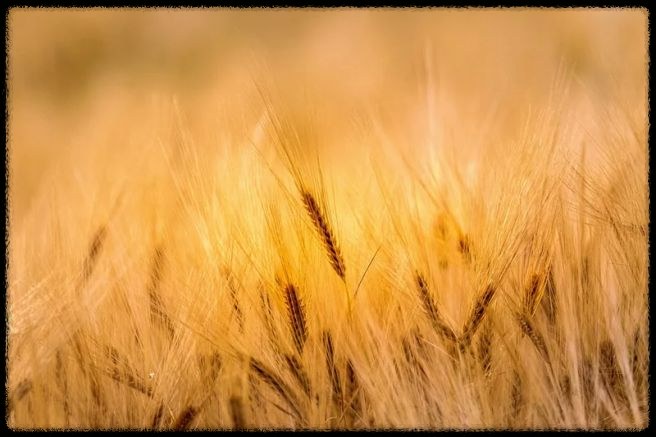 2025년 직불금 신청 방법 완벽 가이드! 신청기간부터 자격까지 총정리