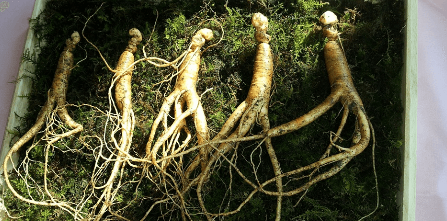 인삼 다섯 뿌리가 놓여 있다