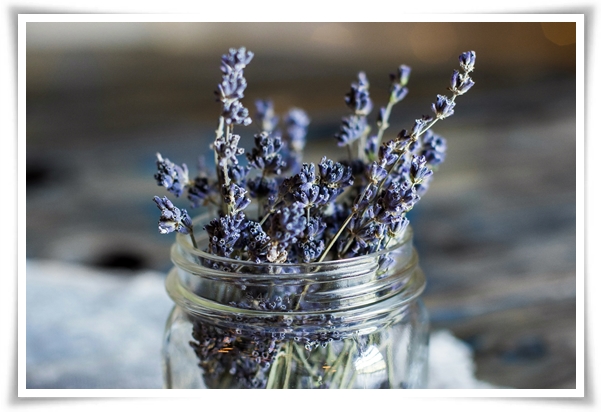 "라벤더" 향긋한 보랏빛 유혹, 자연이 선물하는 힐링과 영감의 향기!