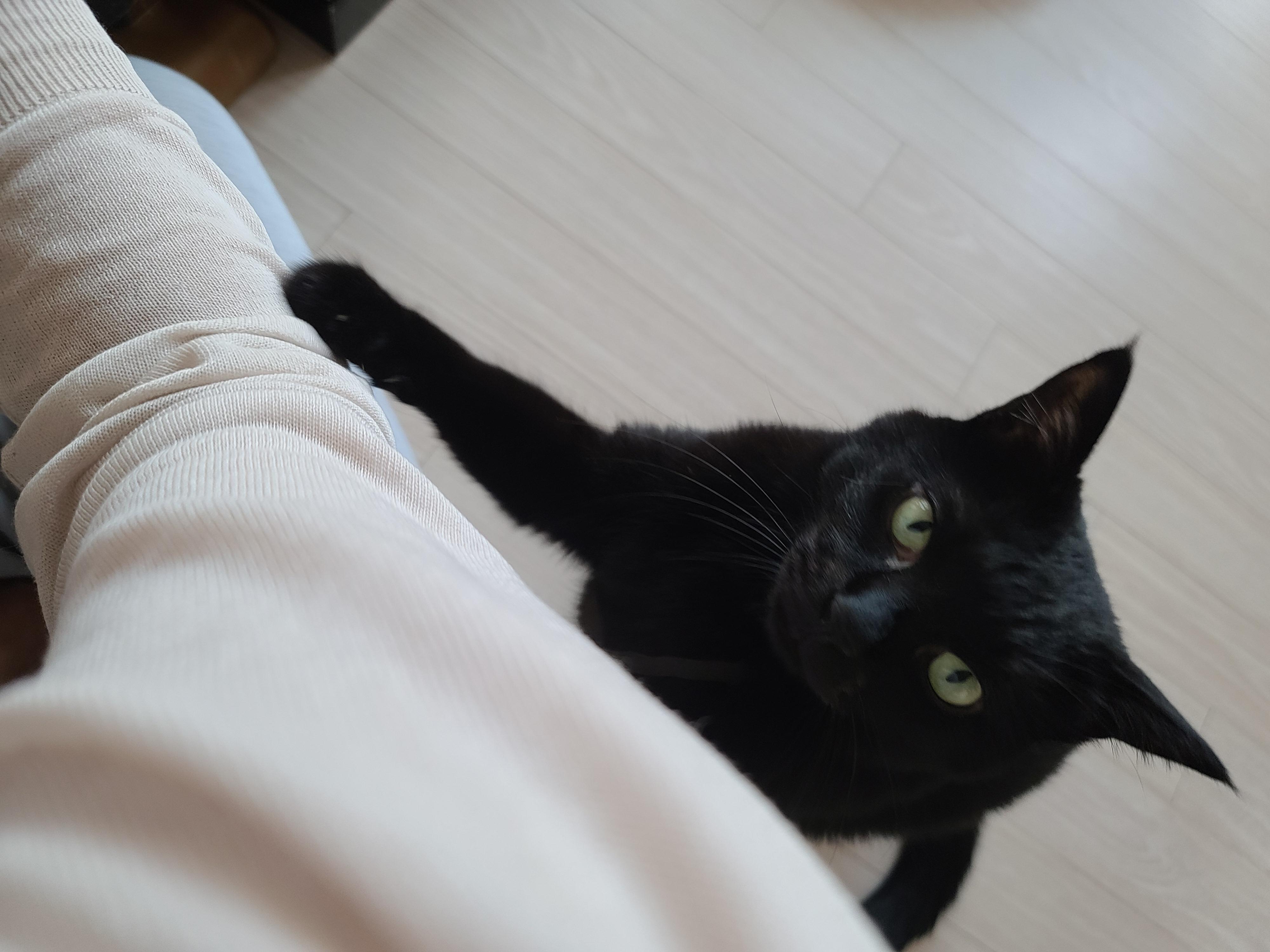 엄마껌딱지 고양이를 무시했더니..