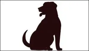 개고기 먹고 체했을때