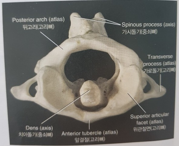 치아돌기
