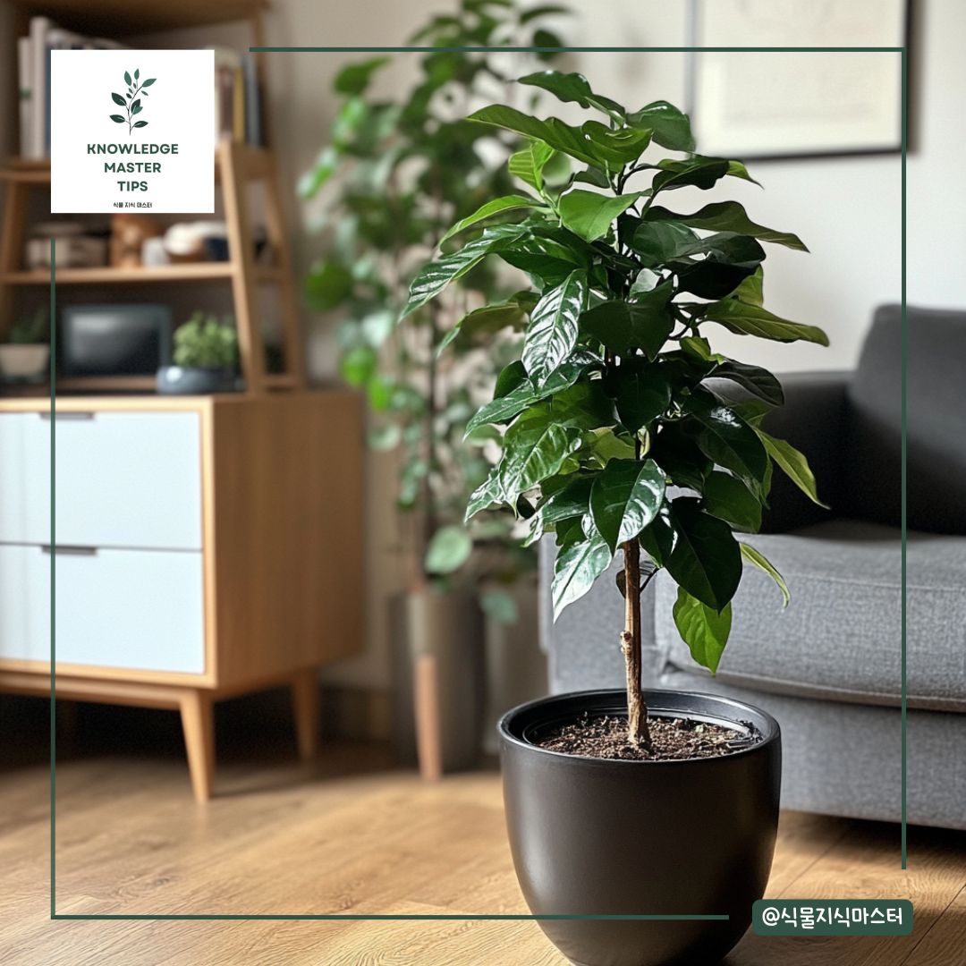 커피나무 키우기 - 자주 발생하는 문제