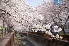 3월 국내 축제 일정