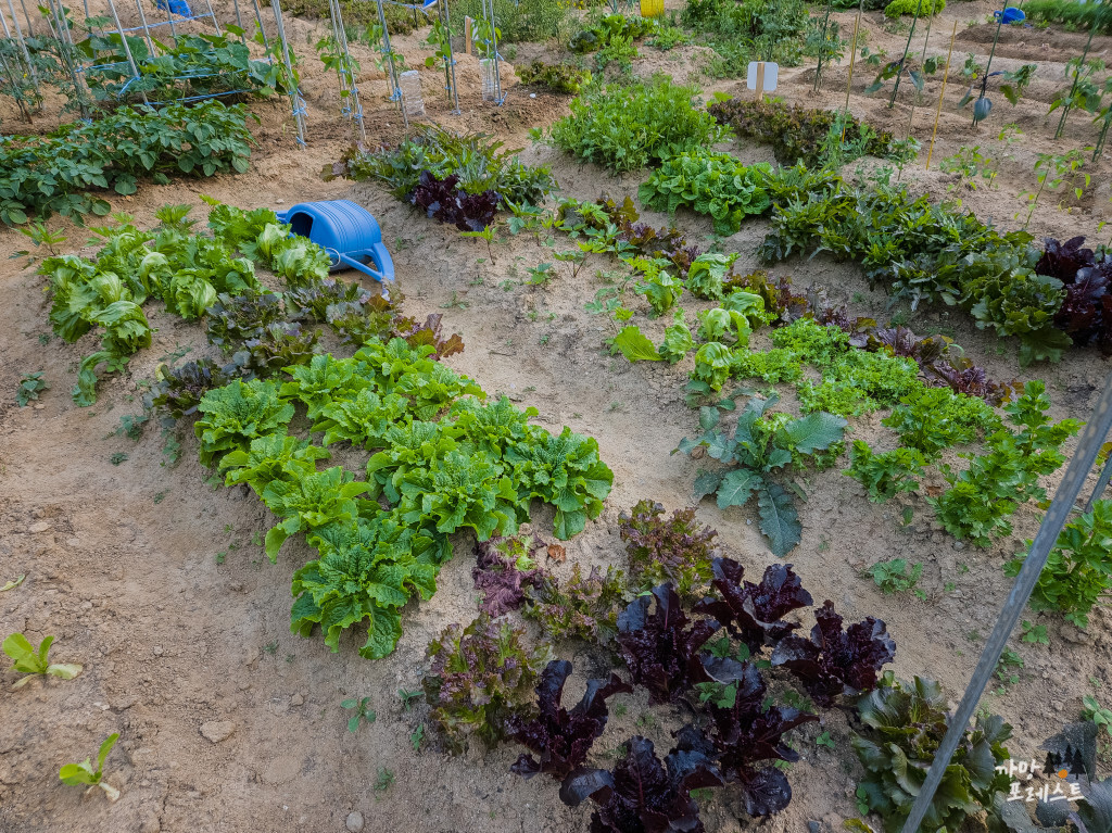 수원 탑동 시민농장 텃밭