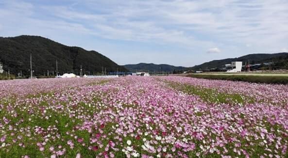 하동 북천 코스모스 메밀꽃 축제