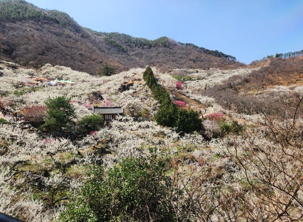 광양 매화축제 기간
