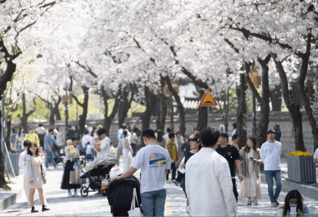 경주 대릉원돌담길 벚꽃축제
