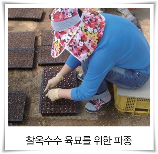 비타민 B, 철분, 식이 섬유가 풍부한 옥수수 재배하기!