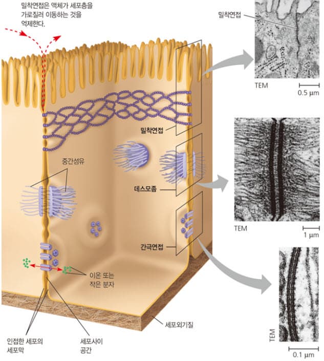 📌 세포의 구조와 역할 완벽 정리: 원핵세포와 진핵세포 차이부터 세포 소기관까지