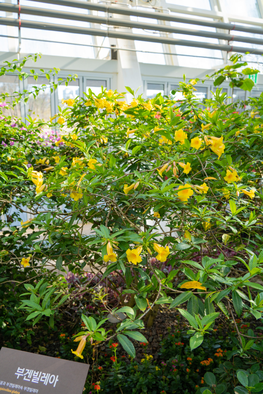 영흥 수목원 꽃 구경