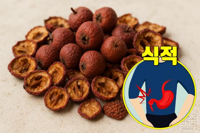 소화불량에 좋은 음식 약재 천연소화제 산사