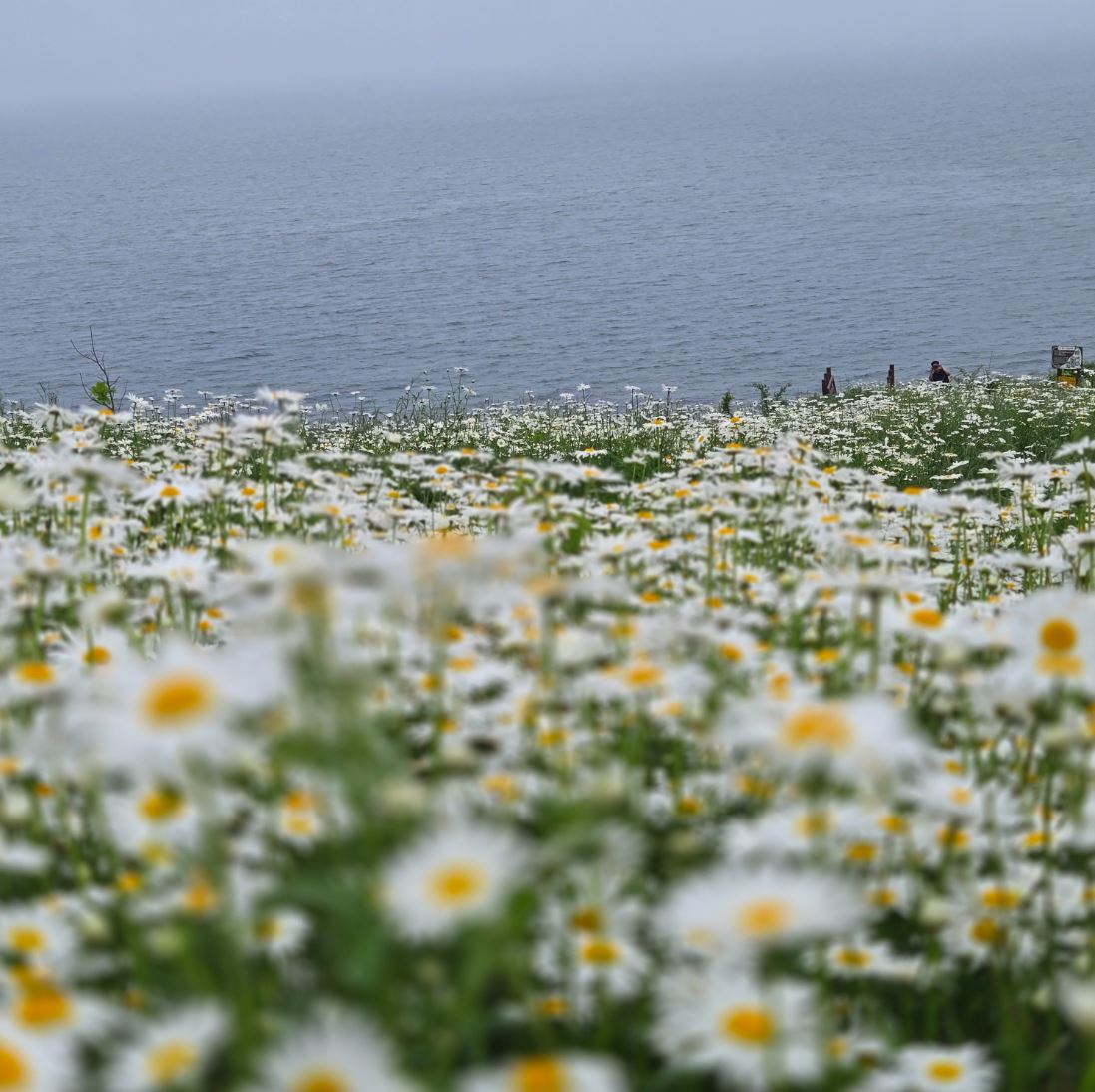 부안 변산 마실길 샤스타데이지