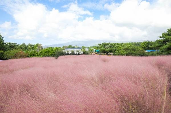 휴애리핑크뮬리축제