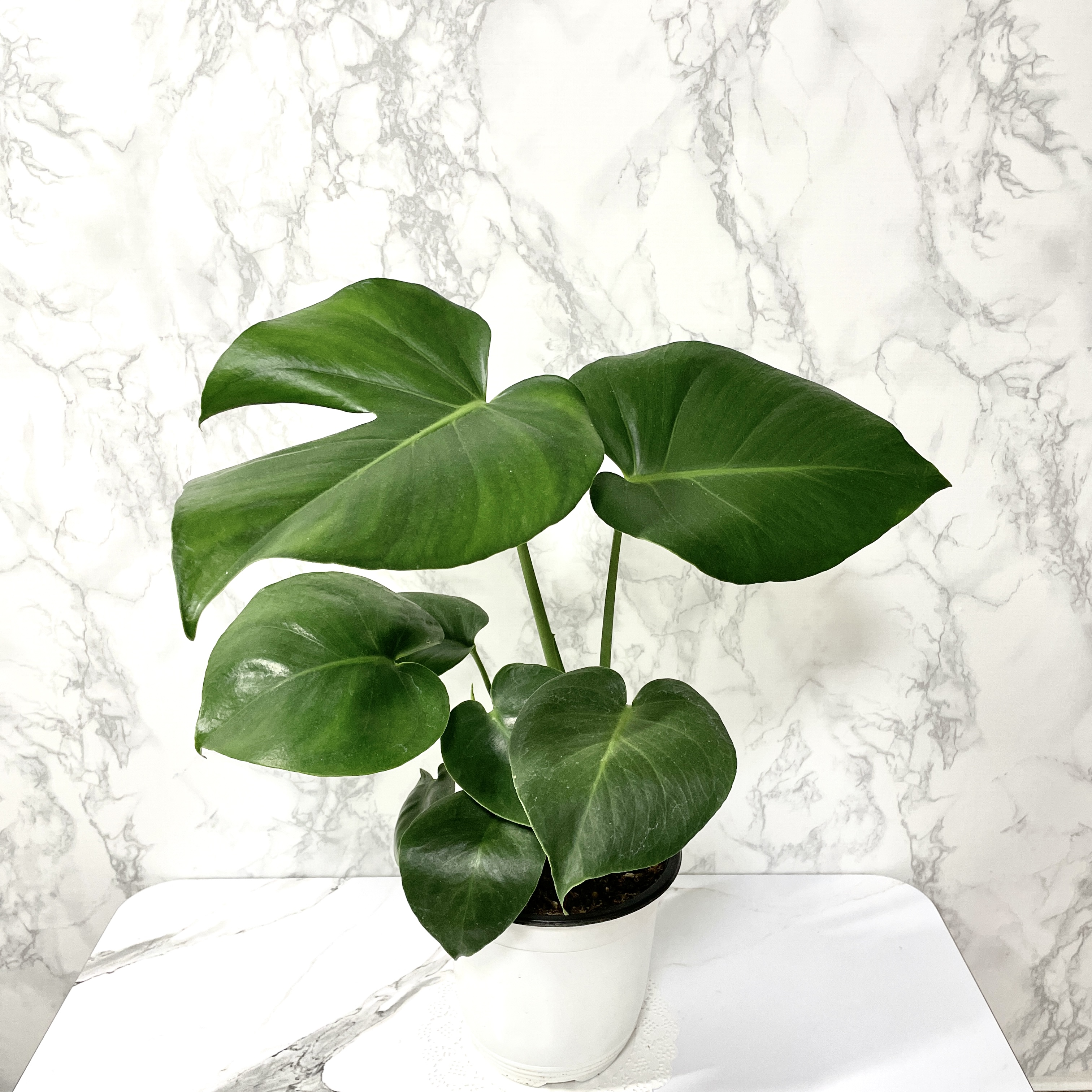 몬스테라 키우기 물주기 수경재배 분갈이 가지치기