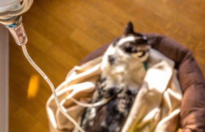 링거를 맞고 있는 고양이.