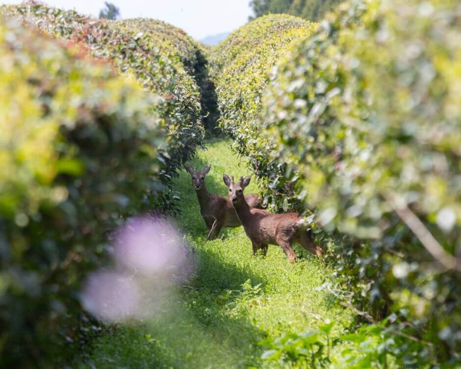 2025 와일드 오차드 티 페스티벌, 제주 자연 속에서 차 한 잔의 여유!