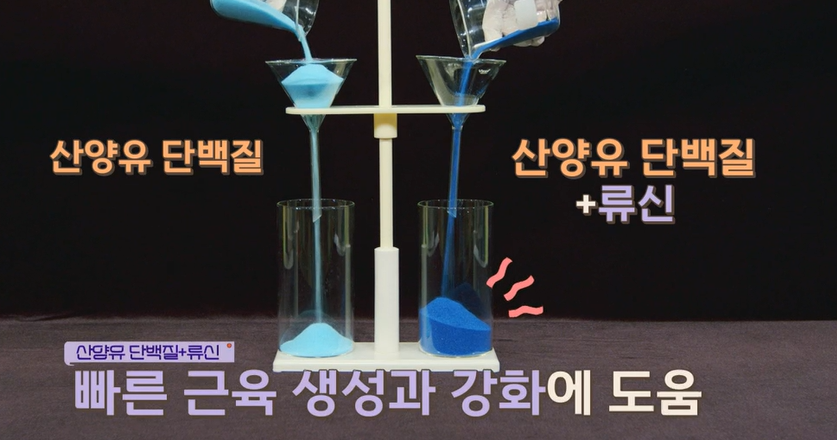 산양유 단백질 먹는 법