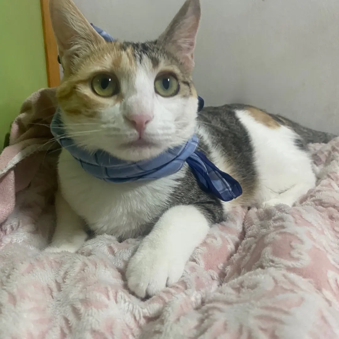바라보는 깽이
