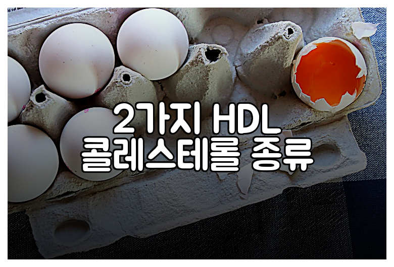 2가지 HDL 콜레스테롤 종류