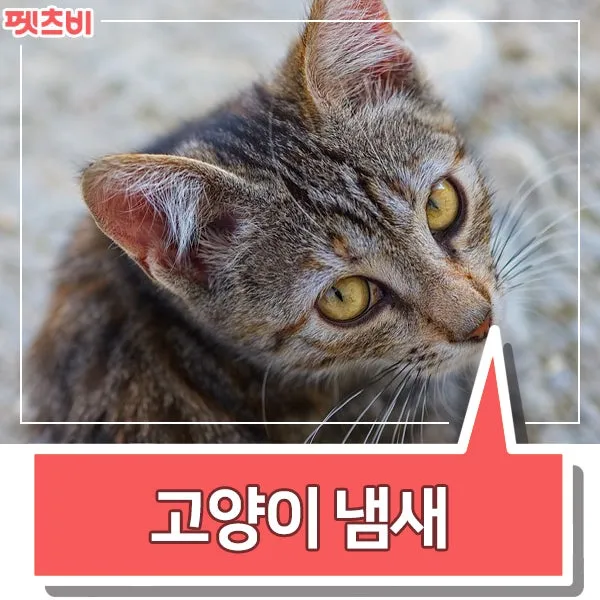 "고양이