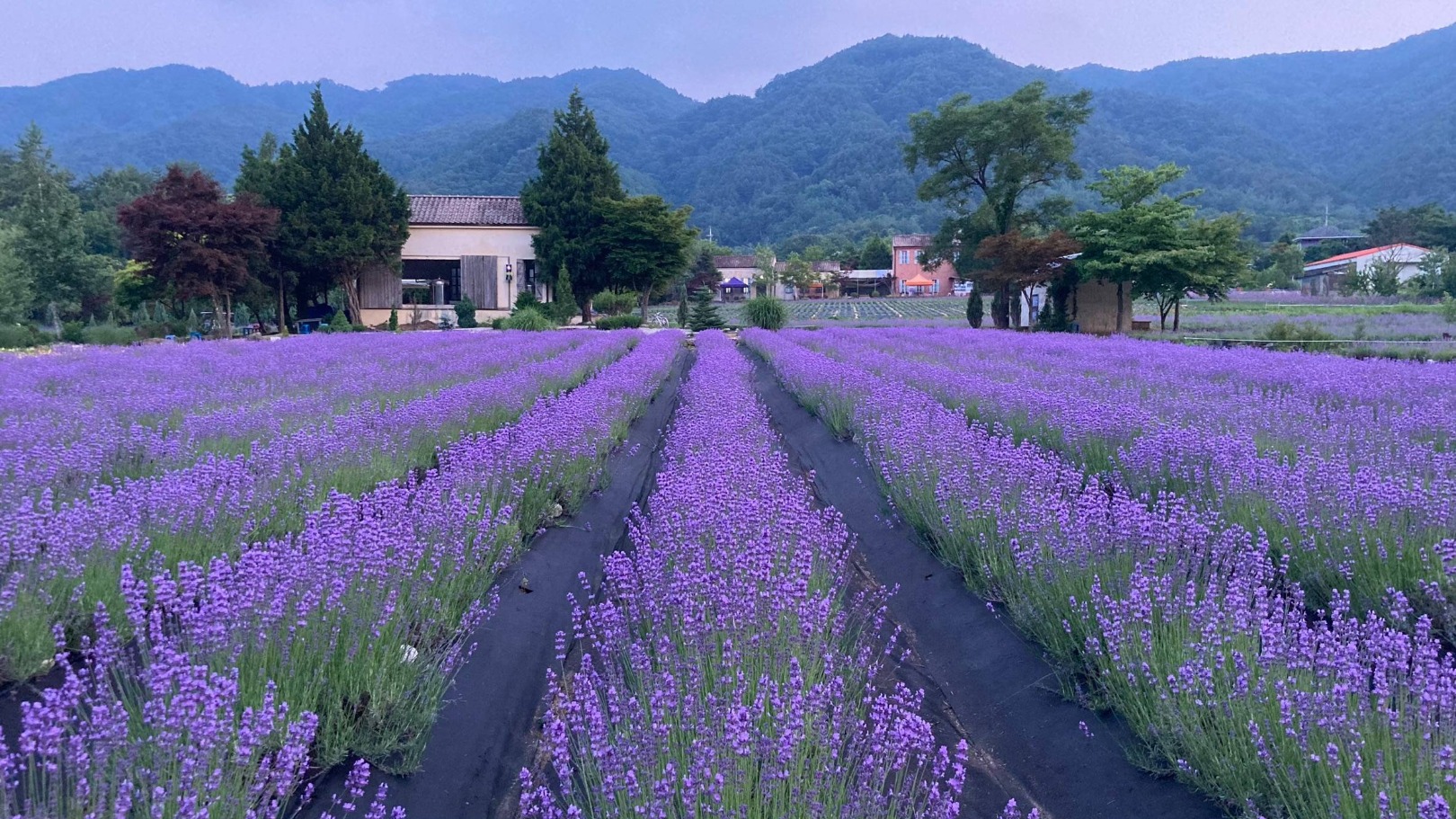 고성 하늬라벤더팜