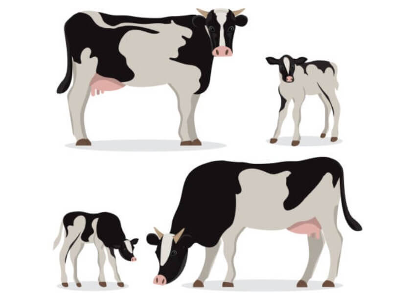 09년생소띠운세