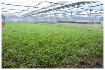 미나리 재배 수로 정비 그늘 재배 여름 관리_7