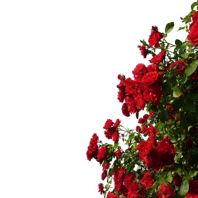 공간의 아름다움과 즐거움의 조경 식물 관목