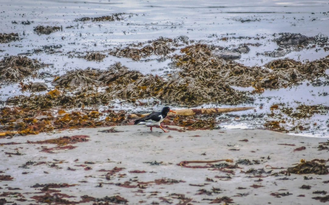 Kelp