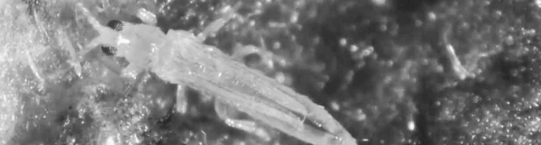 총채벌레 고추 해충