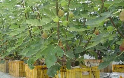 무화과 재배 가지 전정 하우스 보온 수확 연장_4