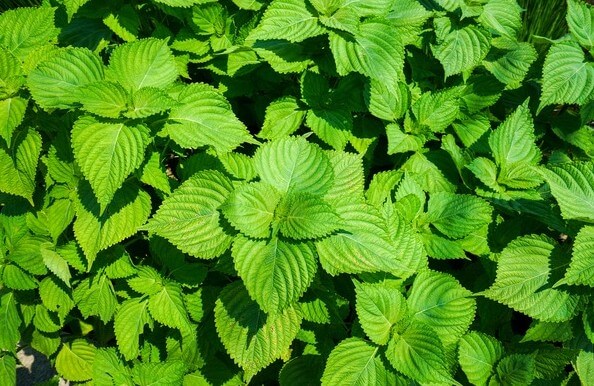 장마 기간 심으면 좋은 텃밭 작물