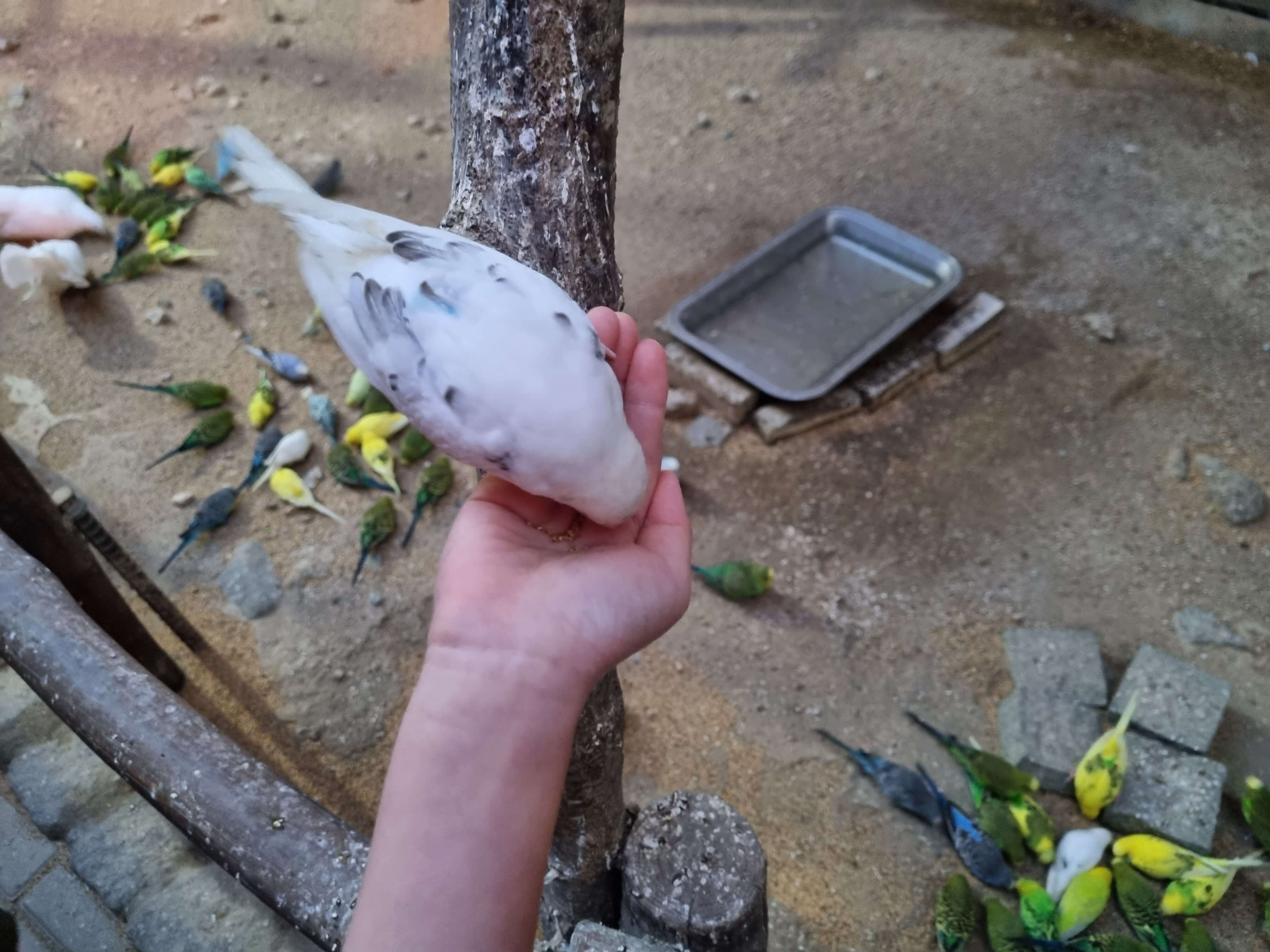 먹이 체험 앵무