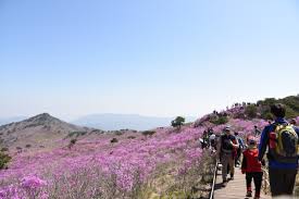 제 28회 비슬산 참꽃문화제 특징