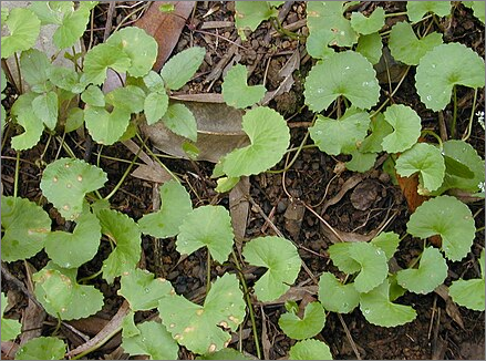 센텔라 아시아티카